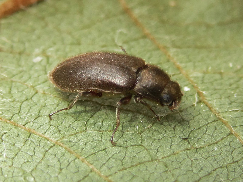 Dryopidae:  Dryops sp.